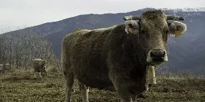 UP demana explicacions per l'"augment desmesurat" de la pòlissa de retirada d'animals morts
