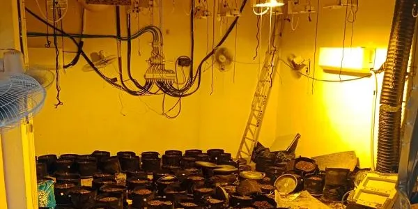 La Policia Local de Roda de Berà i Mossos d’Esquadra confisquen 200 plantes de marihuana en un dispositiu conjunt
