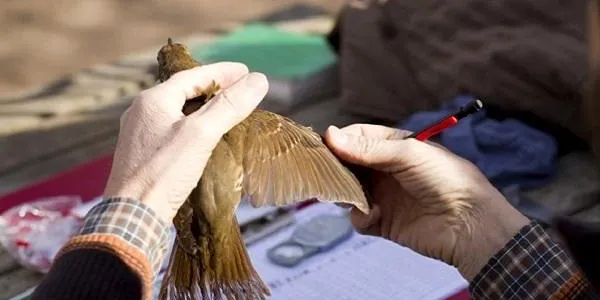 L’Associació Mediambiental La Sínia d’Altafulla ofereix un curs d’identificació d’ocells del riu Gaià a Vila-rodona