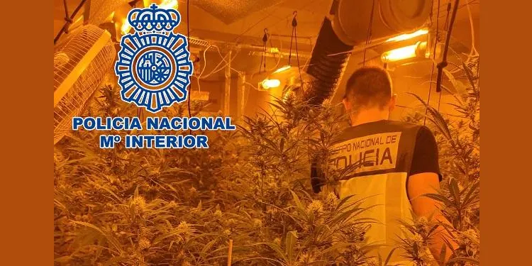 Desmantellen una plantació de marihuana de grans dimensions a la Mora i en detenen 3 persones com a responsables