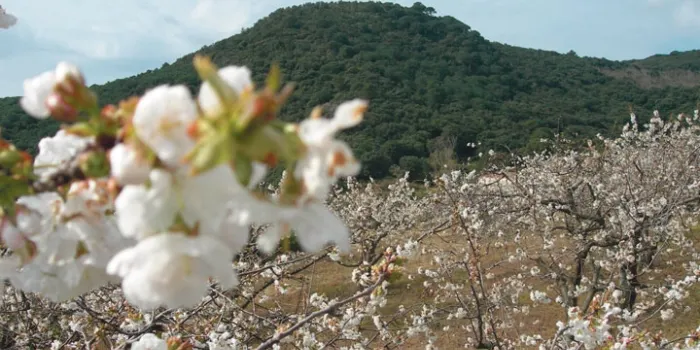 Arenys de Munt organitza una nova Passejada pels Cirerers Florits