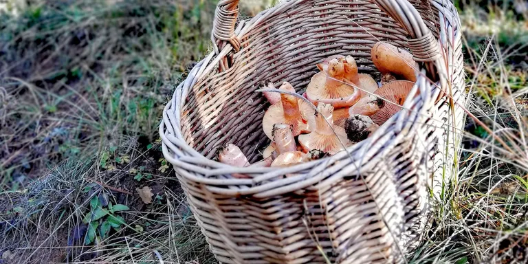 El canvi climàtic podria disminuir la producció de ceps i pinetells, espècies que neixen a major altitud