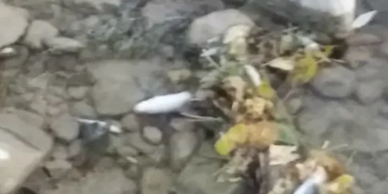 En Comú Podem pregunta al Parlament sobre un abocament de purins a Coll de Nargó