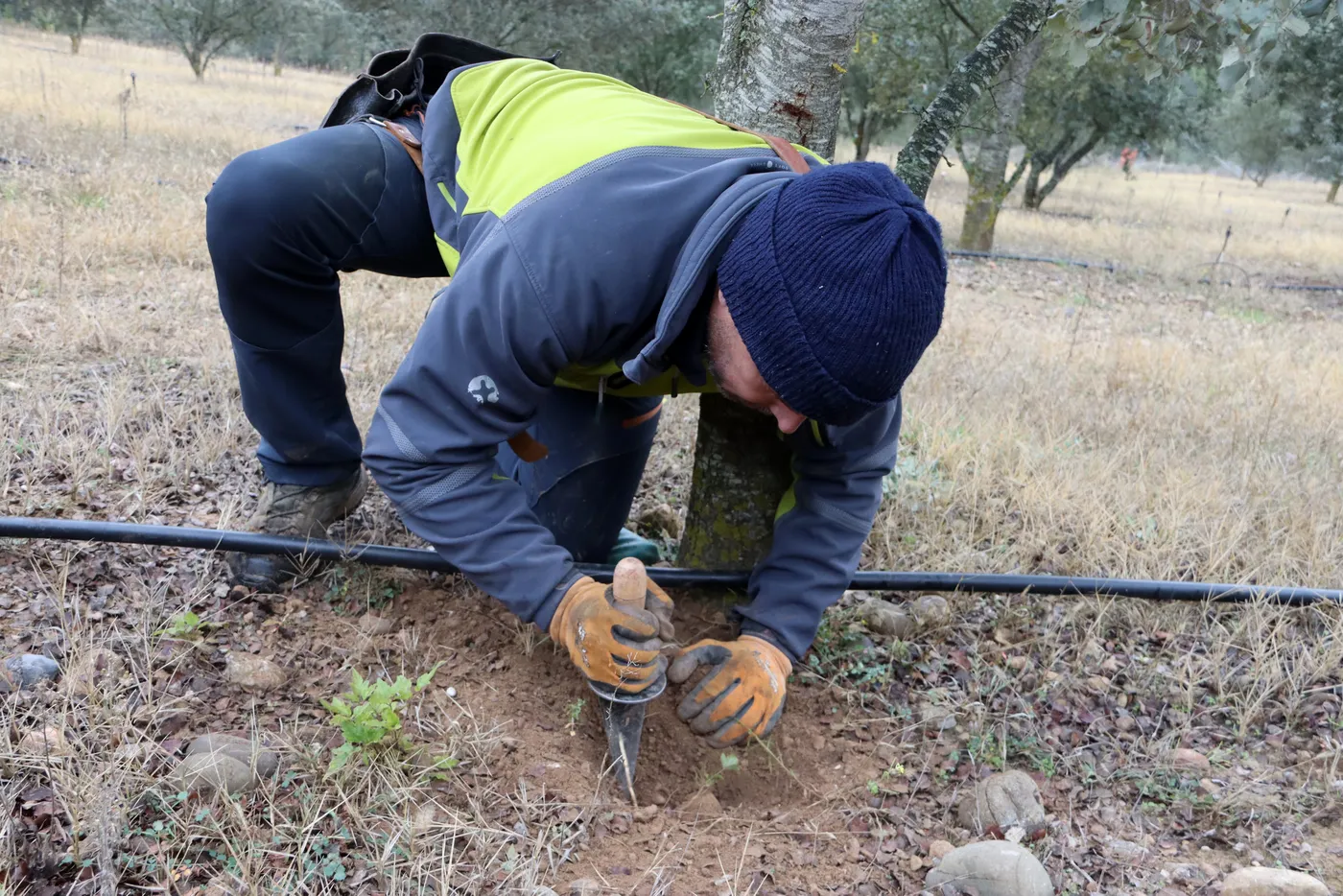 <strong>La producció de tòfona a Catalunya tanca la temporada al voltant de les tres tones per culpa de la sequera</strong>