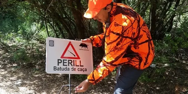 La propera Junta de Seguretat de Pineda tractarà l'augment de porcs senglars al municipi i com evitar accidents