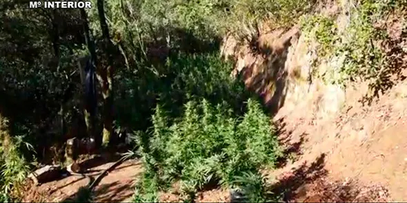 Desmantellades més de 10.000 plantes de marihuana al Parc Natural del Montseny, a Arbúcies