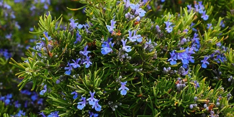 La plantada d'aromàtiques a la Biblioteca es farà aquest dimarts