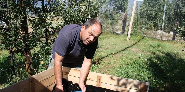 La calor fa avançar una setmana la collita de poma de muntanya a la Cerdanya