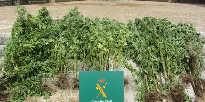 Intervingudes 24 plantes de marihuana a la Seu d'Urgell