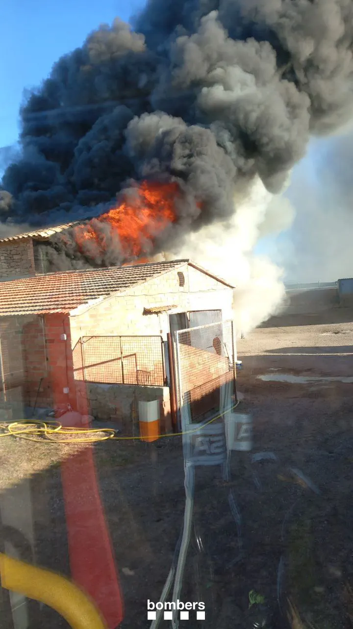 A Pinós, un incendi en una granja deixa més d'un centenar de porcs morts