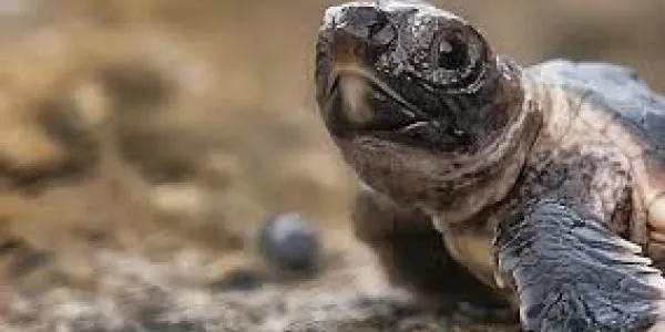 L’Ajuntament d’Altafulla engega una campanya de difusió per a la protecció de les tortugues marines