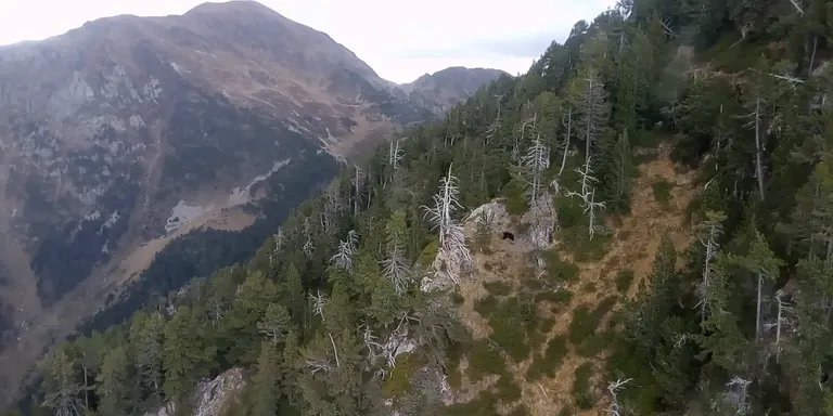 Noves imatges aèries de l'ós Goiat a la Val d'Aran