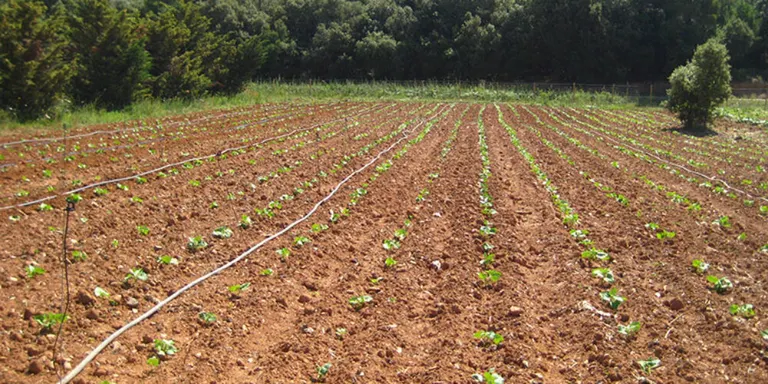 El Departament d'Agricultura obre a nous beneficiaris els ajuts a la producció ecològica