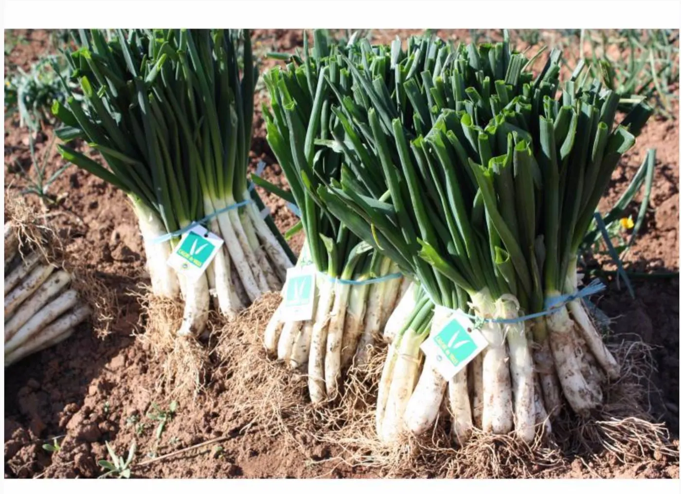La Iaia Angeleta arrencarà el primer calçot de la temporada