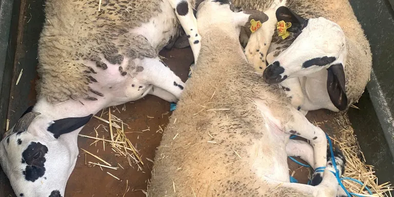 Un home és denunciat per transport irregular d’animals al Pla de Santa Maria