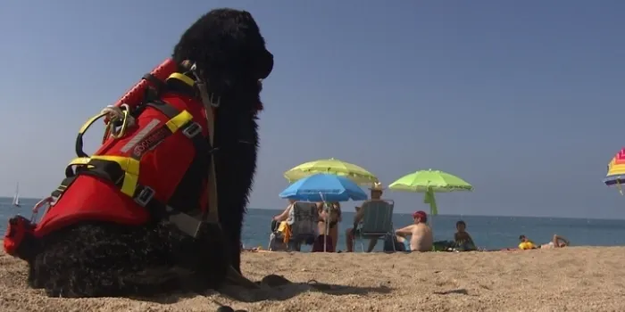 Sant Pol fa una prova pilot amb gossos socorristes