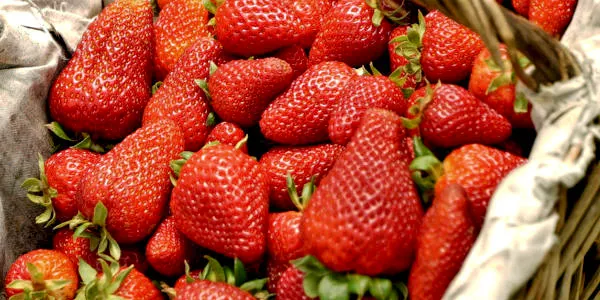 El gruix de la collita de Maduixa del Maresme serà més tard de l'habitual a causa de les pluges del març