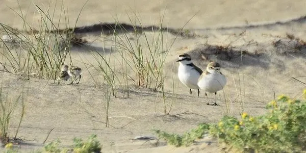 L’Associació Mediambiental La Sínia tanca amb èxit la temporada de reproducció i cria del corriol camanegre a Altafulla