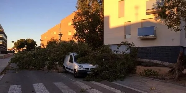 El vent fa caure un arbre al carrer Boga d’Altafulla
