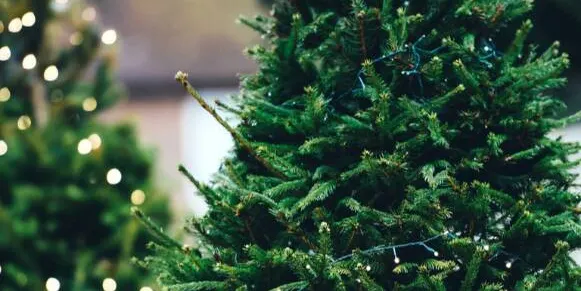 L’Ajuntament de Caldes ha habilitat espais per recollir els arbres de Nadal