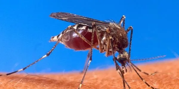 Augmenten fins a vuit els casos de dengue del brot detectat a Vila-seca
