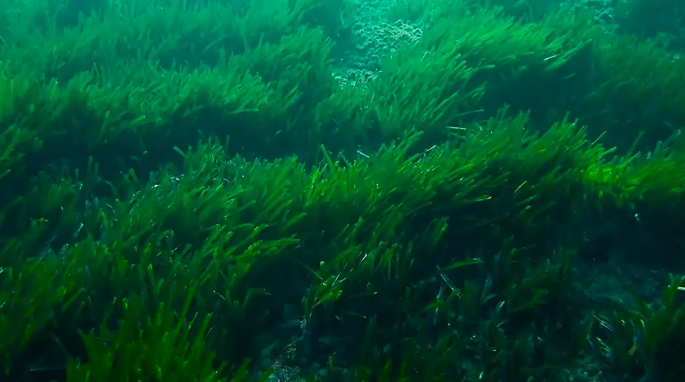 Una investigació permetrà conèixer l’estat del fons marí de la Costa Daurada