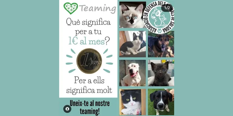 L'Associació en Defensa dels Animals de Solsona posa en marxa una campanya de micromecenatge