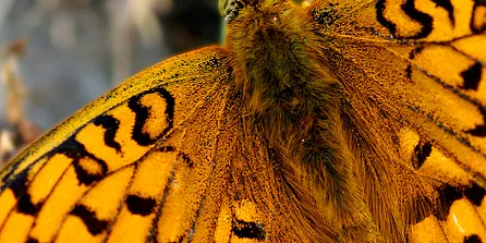 Un estudi sobre les papallones alerta sobre l'impacte del canvi climàtic