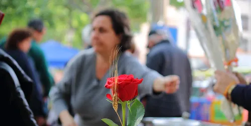 El Morell podrà tenir les seves roses per Sant Jordi