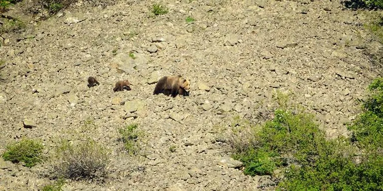 Un ós ataca un ramat de 2.500 ovelles a la Val d'Aran