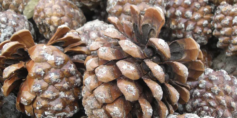 Plantar pins a terrenys en desús i aclarides per tenir més producció: el sector del pinyó a Catalunya busca reactivar-se