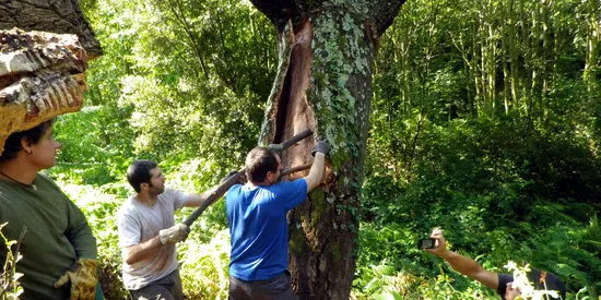 El suro torna a revaloritzar-se i és una nova oportunitat per netejar boscos al Montnegre