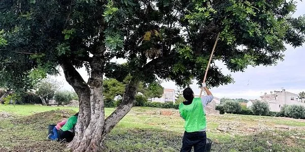 Nova campanya d’espigolades a Torredembarra