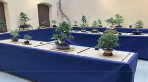 L'obertura de l'Exposició de Bonsais, protagonista del sisè dia d'actes previs de Sant Joan