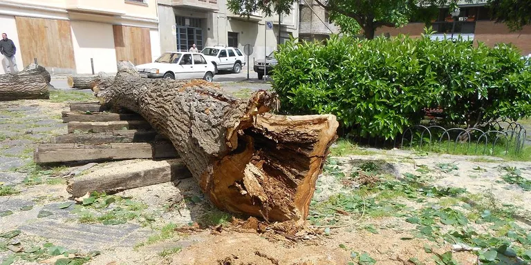 Talen tres pollancres de Pati Palau per una malaltia a la fusta
