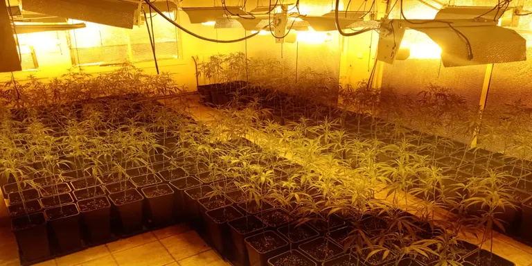 Es troben entre 500 i 600 plantes de marihuana a una casa de l'Ajup amb la llum punxada