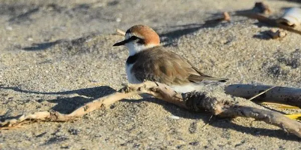 El corriol camanegre nidificarà per tercer any consecutiu a la platja d’Altafulla i a la de Tamarit