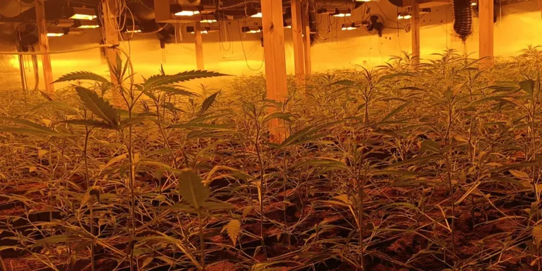 Els Mossos de Cambrils desmantellen una plantació de més de 2.600 plantes de marihuana a Vinyols i els Arcs