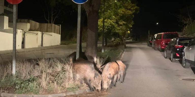 Front comú entre Arenys i els municipis de l’entorn per abordar la problemàtica dels porcs senglars