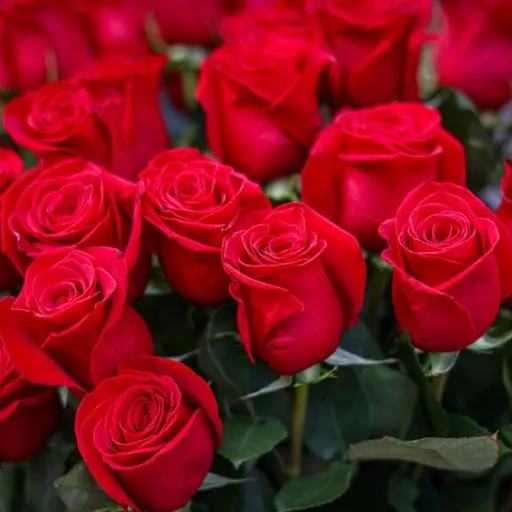 #24 - Entrevistes del 22/4/2026 — Sant Jordi: Tradicions, roses i recomanacions