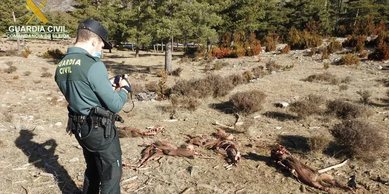 Denúncia per l'abandonament de vuit peces de caça major a les Valls d'Aguilar