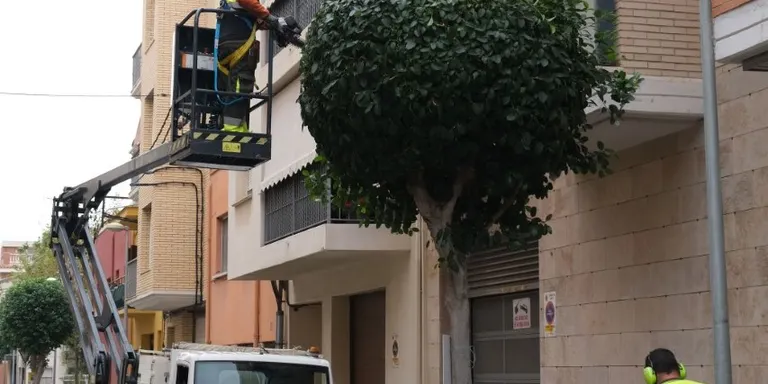 L’Ajuntament de Cambrils inicia la campanya de poda de l’arbrat viari