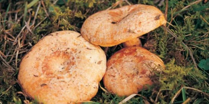 El Bolet agafa el relleu al Calamarenys