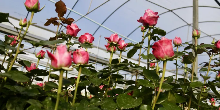 Les roses del Maresme una mica més petites per les altes temperatures de l'hivern