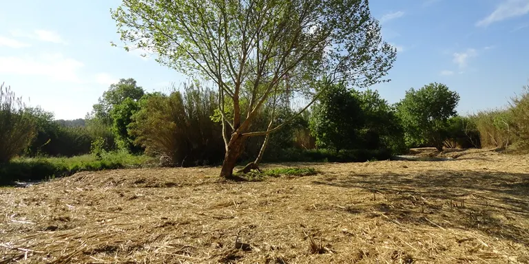 Unes 200 persones prendran part de la primera Plantada Popular