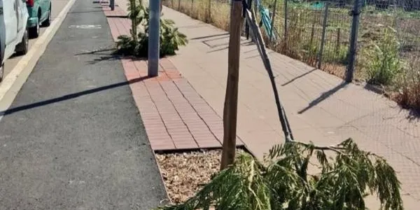 Uns vàndals aprofiten els desperfectes de la pluja per destrossar 9 arbres a Altafulla