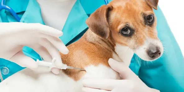 Bon inici de la campanya per animar a censar i xipar els animals de companyia