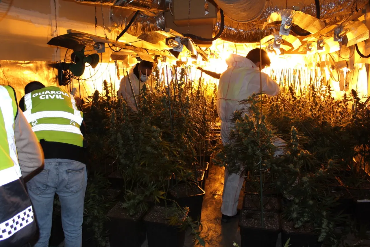 La Guàrdia Civil desarticula una organització que produïa marihuana de forma massiva