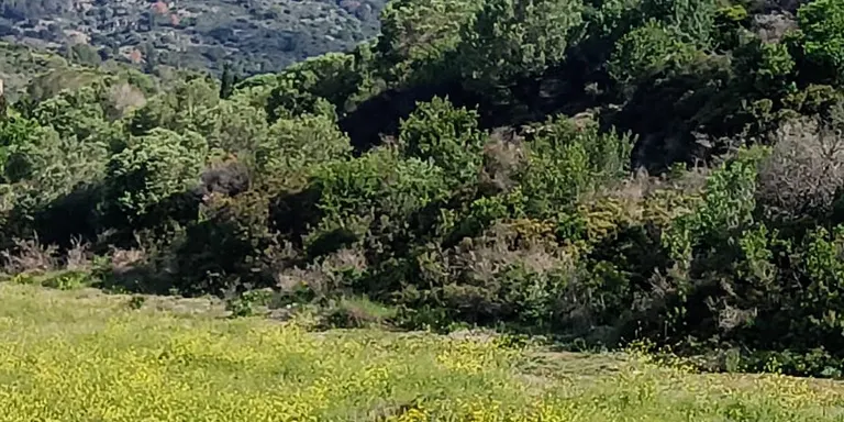 La plaga de paparres arriba al Maresme i s'expandeix per Catalunya