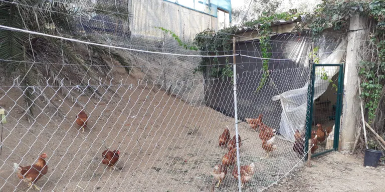 La Generalitat inspecciona granges d'Arenys i l'entorn després d'un cas de grip aviària en un ocell